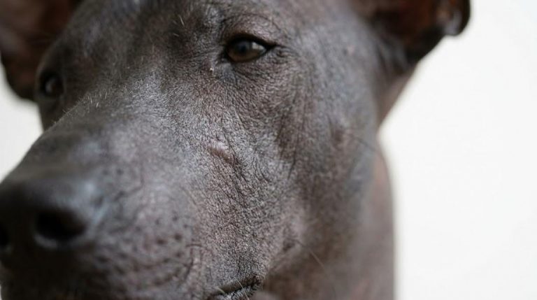 Close-up of a Xoloitzcuintle hypoallergenic dog sitting calmly outdoors