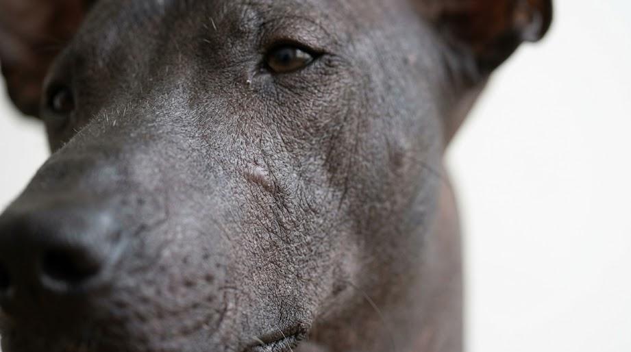 Close-up of a Xoloitzcuintle hypoallergenic dog sitting calmly outdoors