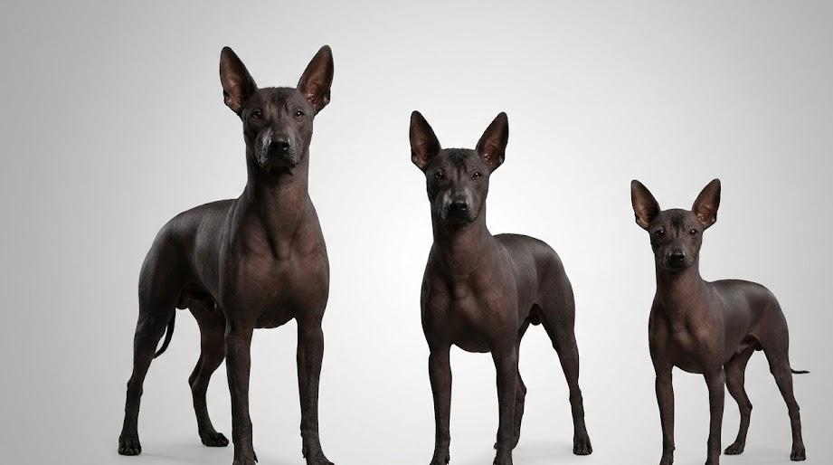 Xoloitzcuintle size and weight chart showing breed measurements
