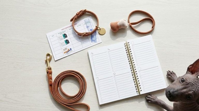 xoloitzcuintle puppies playing in a green yard