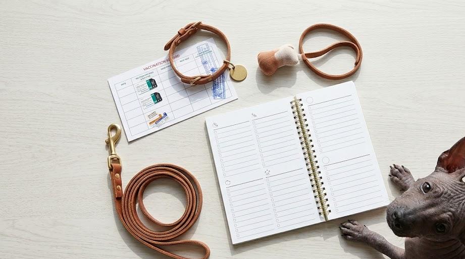 xoloitzcuintle puppies playing in a green yard